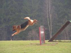 Apportieren über eine 1m-Hürde Apportieren über eine 1m-Hürde